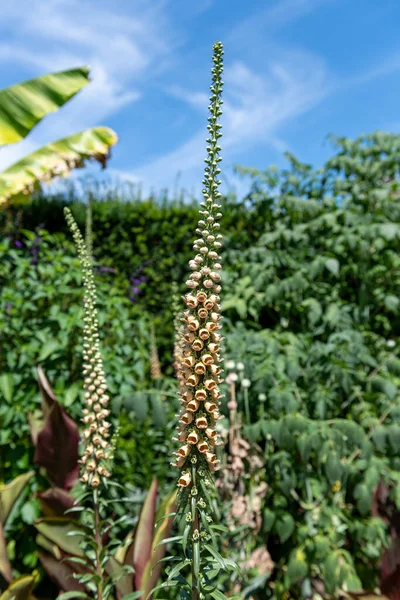 Close Woolly Foxglove Digitalis Lanata Flower Bloom — Stock Photo, Image