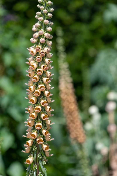 Close Woolly Foxglove Digitalis Lanata Flower Bloom — Stockfoto