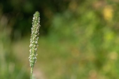 Çayır tilki kuyruğundaki polenleri kapat (alopecurus pratensis)