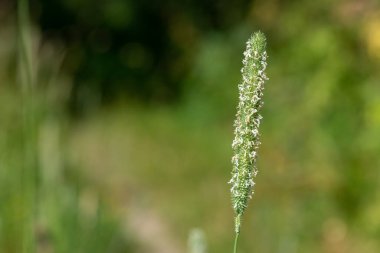 Çayır tilki kuyruğundaki polenleri kapat (alopecurus pratensis)