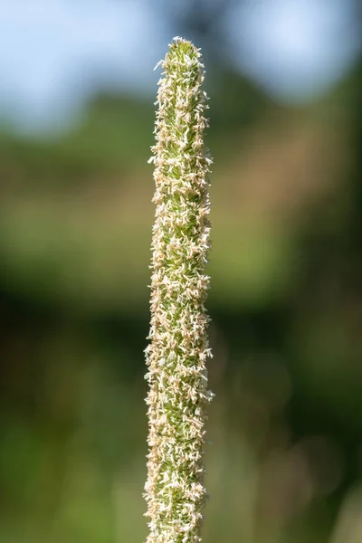 Close Pollen Meadow Foxtail Alopecurus Pratensis Plant — Fotografia de Stock