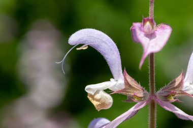 Macro shot of a salvia cyanescens flower 