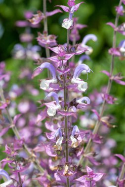 Salvia cyanescens flowers in bloom