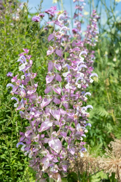 Salvia Cyanescens Flowers Bloom — Stock Photo, Image
