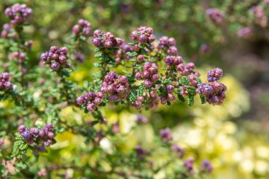 Close up of buds on a California lilac (ceanothus) bush