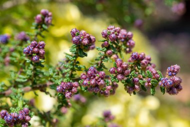 Close up of buds on a California lilac (ceanothus) bush