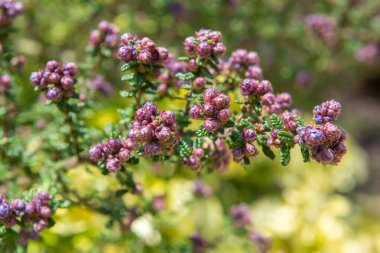 Close up of buds on a California lilac (ceanothus) bush