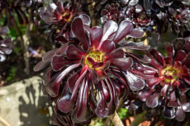 Close up of an Aeonium Zwartkop plant