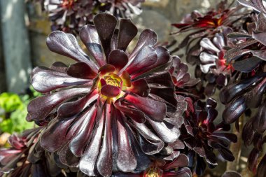 Close up of an Aeonium Zwartkop plant