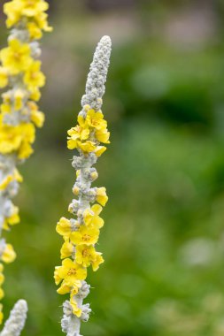 Close up of a great mullein (verbascum thapsus) flower in bloom