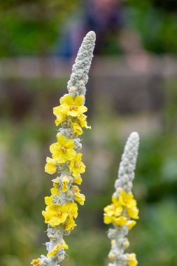 Close up of a great mullein (verbascum thapsus) flower in bloom