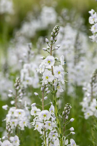 Gentian Speedwell Veronica Gentianoides Flowers Bloom — Photo