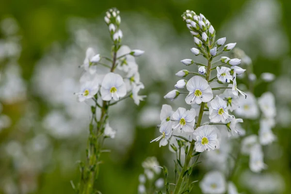 Gentian Speedwell Veronica Gentianoides Flowers Bloom — Stockfoto