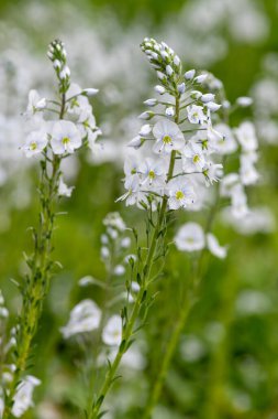 Gentian speedwell (veronica gentianoides) flowers in bloom
