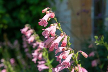 Close up of pink penstemon flowers in bloom