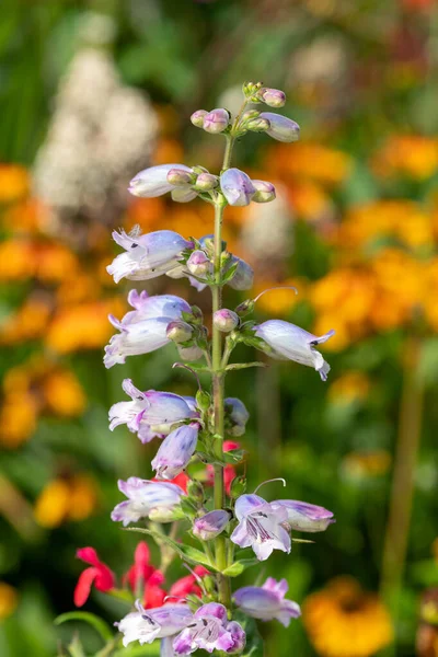 Close Penstemon Flower Bloom — Zdjęcie stockowe