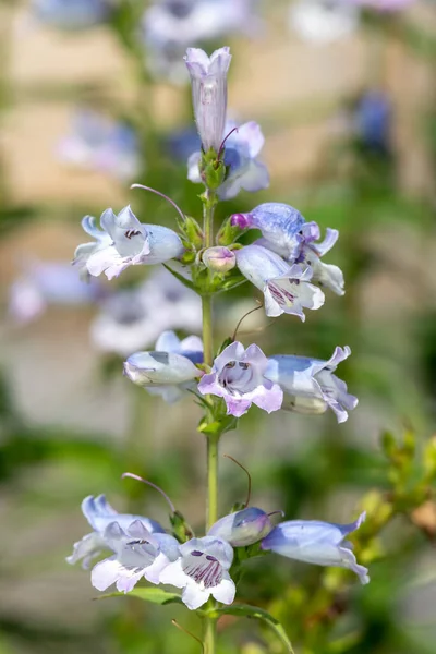 Close Penstemon Flower Bloom — Stock Photo, Image