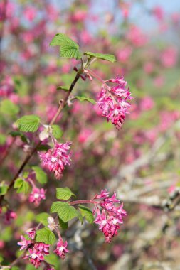 Kırmızı çiçekli bir frenk üzümünün çiçeğini kapat (ribes sanguineum)