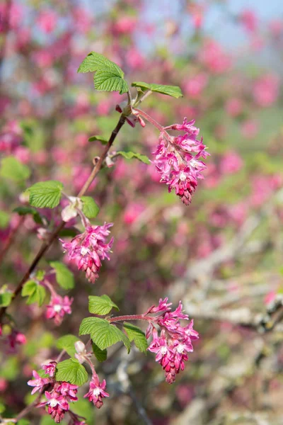 Close Flowers Red Flowering Currant Ribes Sanguineum Shrub — Stock Photo, Image