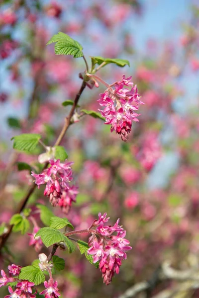 Närbild Blommor Blommande Vinbär Ribes Sanguineum Buske — Stockfoto