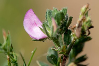 Macro shot of a common restharrow (ononis repens) flower in bloom