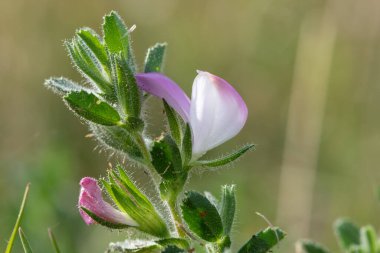 Macro shot of a common restharrow (ononis repens) flower in bloom