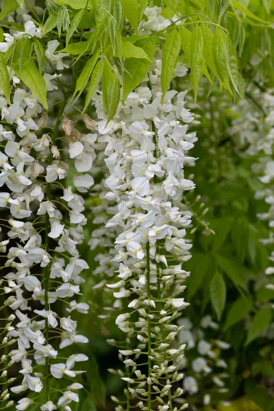 Bílá Wistárie Květiny Plném Květu — Stock fotografie