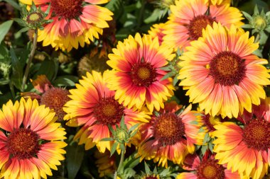 Close up of blanket flowers (gallardia x grandiflora) in bloom