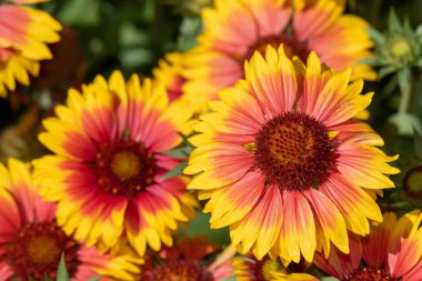 Close up of blanket flowers (gallardia x grandiflora) in bloom