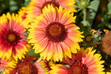 Close up of blanket flowers (gallardia x grandiflora) in bloom