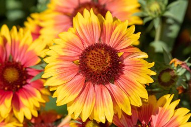 Close up of blanket flowers (gallardia x grandiflora) in bloom