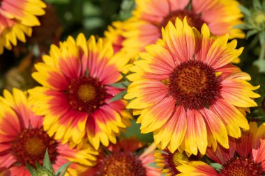 Close up of blanket flowers (gallardia x grandiflora) in bloom