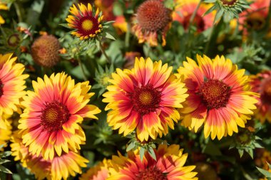 Close up of blanket flowers (gallardia x grandiflora) in bloom