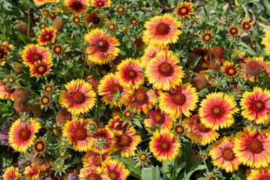 Close up of blanket flowers (gallardia x grandiflora) in bloom
