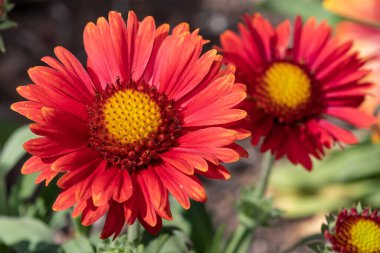Close up of red blanket flowers (gallardia x grandiflora) in bloom