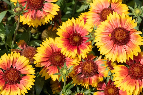 Close up of blanket flowers (gallardia x grandiflora) in bloom
