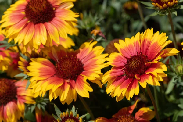 Close up of blanket flowers (gallardia x grandiflora) in bloom