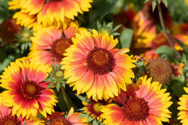 Close up of blanket flowers (gallardia x grandiflora) in bloom