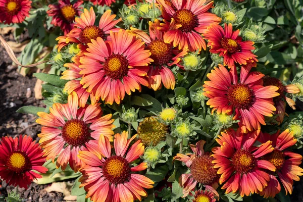 Close up of red blanket flowers (gallardia x grandiflora) in bloom