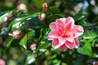 Yaygın kamelya çiçeğinin (kamelya japonica) açılışını kapat