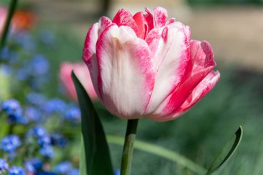Close up of a pink and white garden tulip (tulipa (gesneriana) in bloom