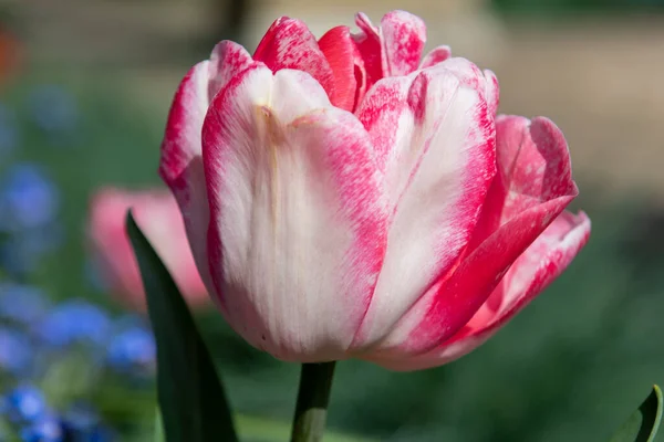 Close Pink White Garden Tulip Tulipa Gesneriana Bloom — Fotografia de Stock
