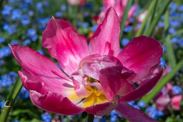 Zbliżenie Różowy Ogród Tulipan Tulipa Gesneriana Rozkwicie — Zdjęcie stockowe