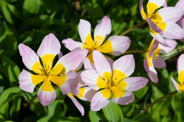 Close Tulipa Saxatilis Tulips Bloom —  Fotos de Stock