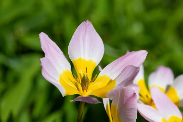 Close Tulipa Saxatilis Tulips Bloom —  Fotos de Stock