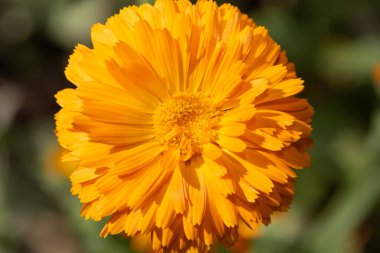 Close up of a common marigold (calendula officinalis) flower in bloom