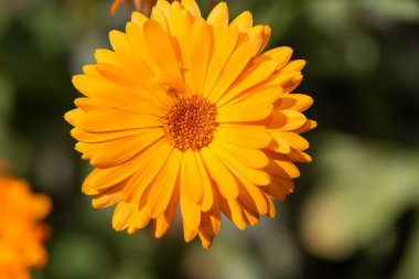 Close up of a common marigold (calendula officinalis) flower in bloom