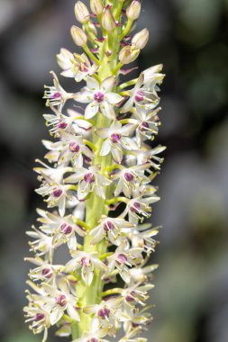 Close up of pineapple lily (eucomis) flowers in bloom