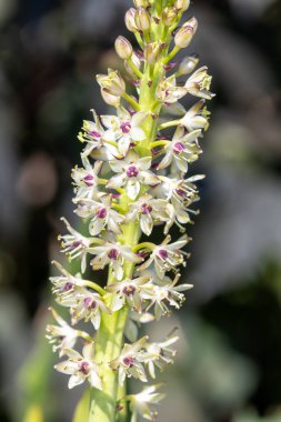 Close up of pineapple lily (eucomis) flowers in bloom