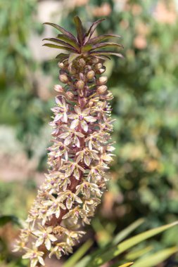 Çiçek açan ananas zambaklarına (eucomis comosa) yakın plan